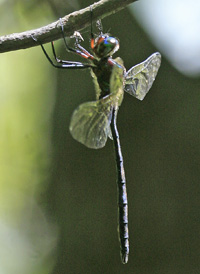 Mocha Emerald